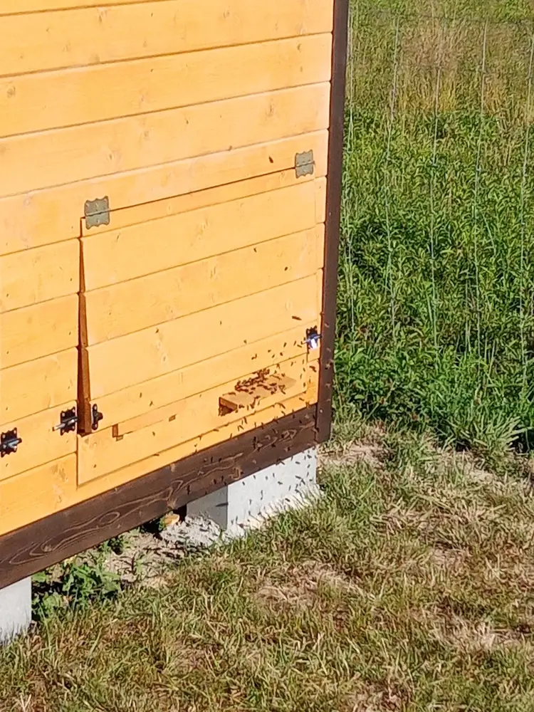 wylot jednego z uli w ścianie apidomku