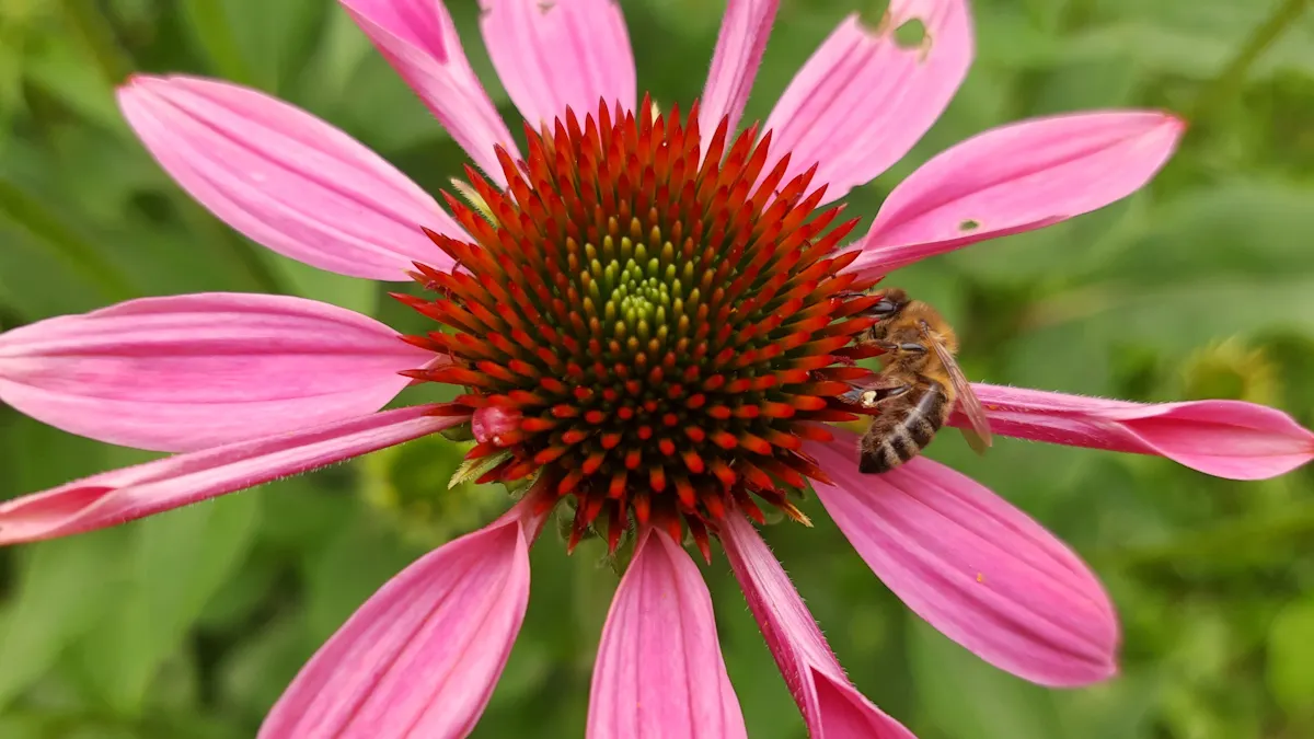 Pszczoła na jeżówce