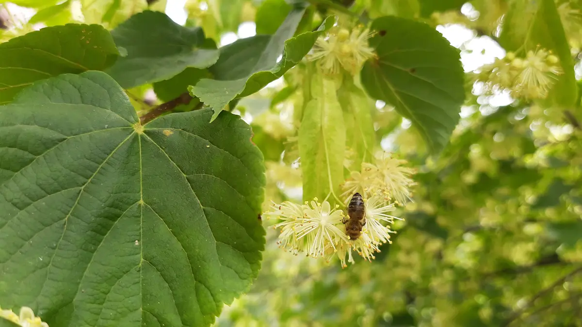 Pszczoła zbierająca nektar z lipy