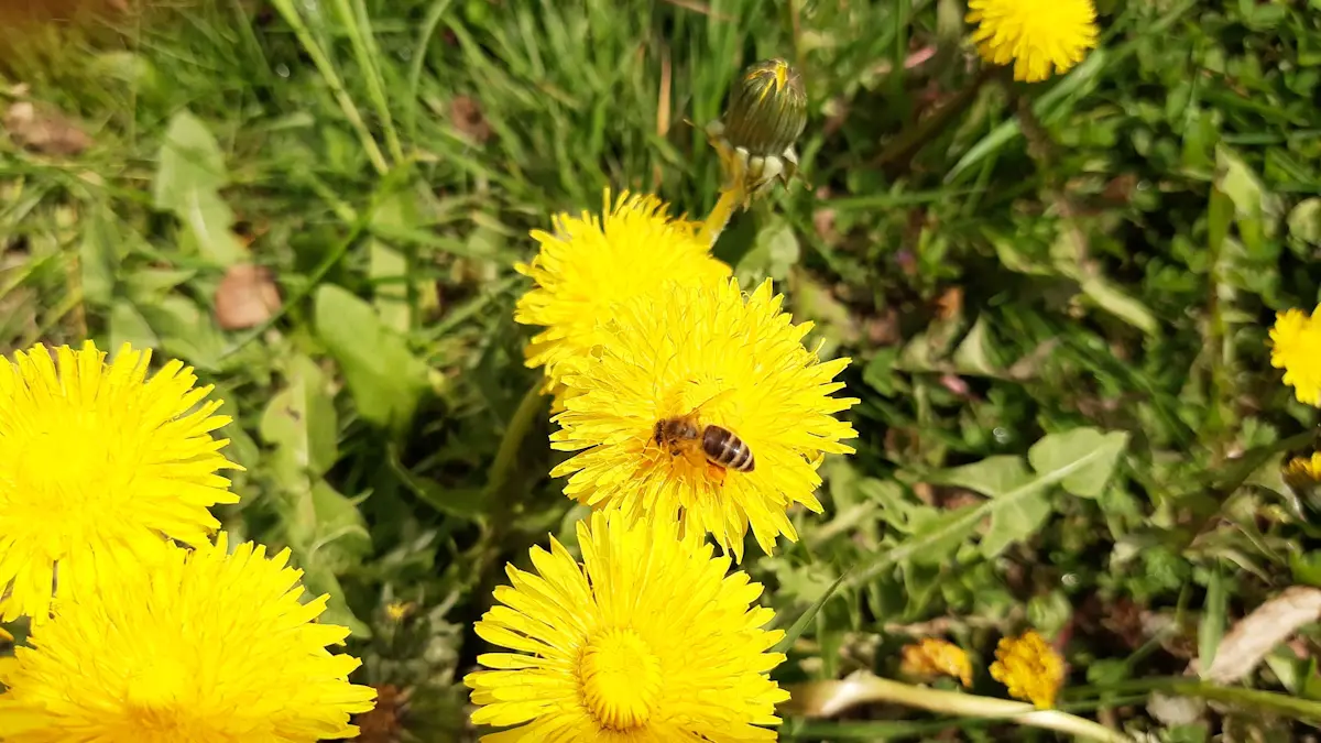 Zbieraczka pyłku na mniszku