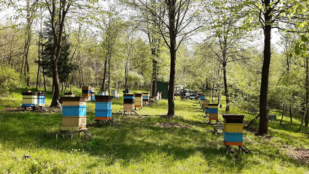 Pasieka w Wytrzyszczce