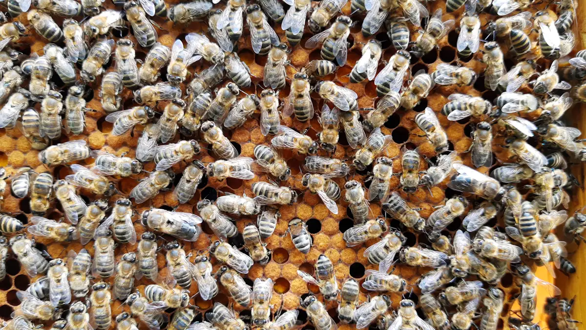 Pszczoły i trutnie na plastrze z czerwiem