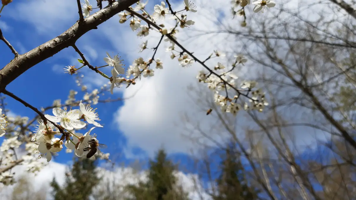Pszczoły zbierające nektar z kwiatów czereśni