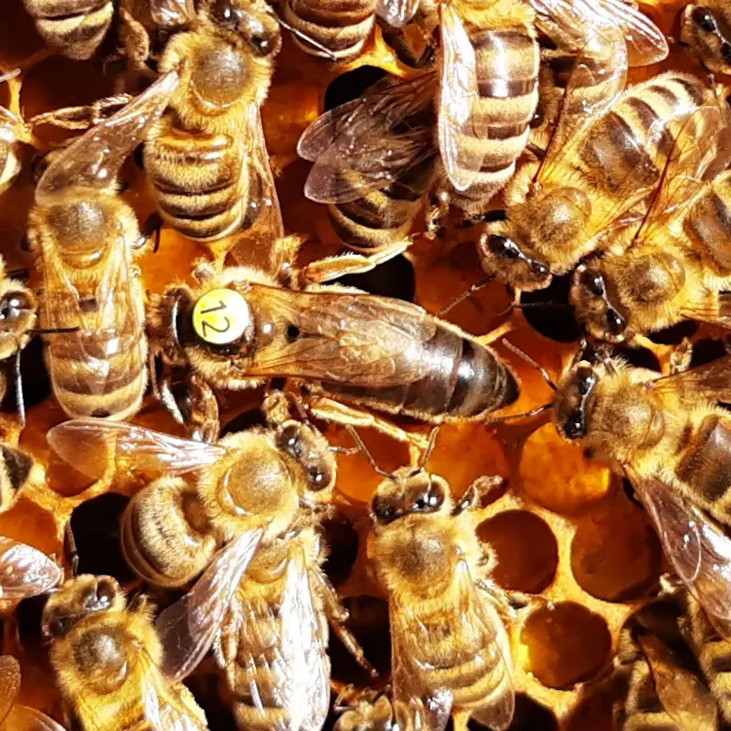 Matka pszczela w otoczeniu pszczół robotnic