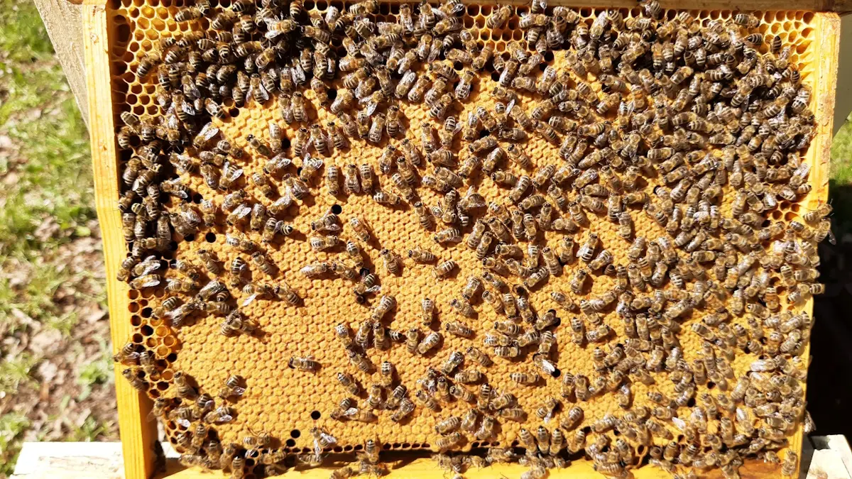 Plaster pszczeli w całości zaczerwiony przez matkę pszczelą dobrej jakości