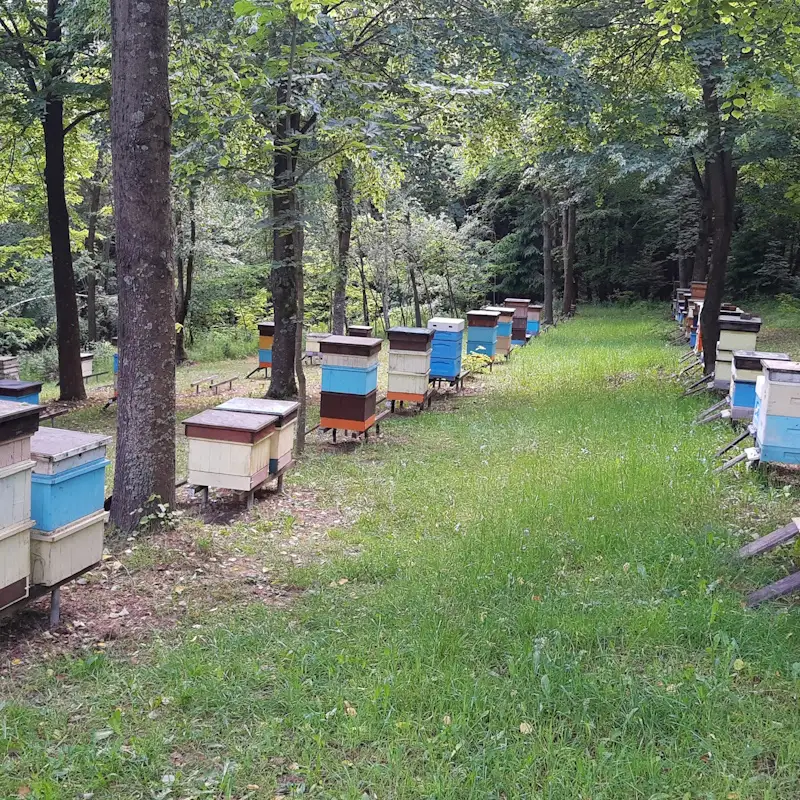 Pasieka w Wytrzyszczce