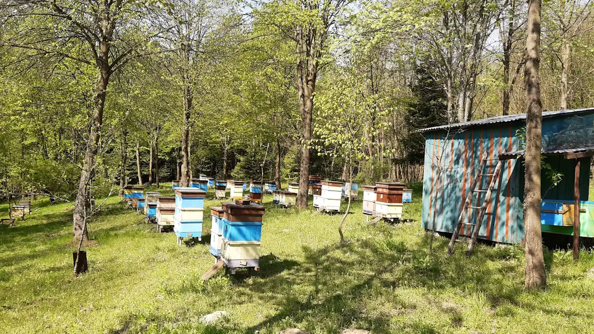 Ule stojące na pasieczysku w Wytrzyszczce