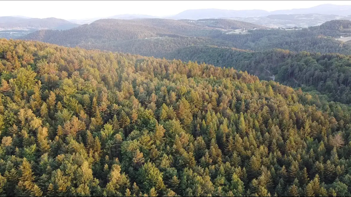Widok z drona na okoliczne lasy - źródło naszego miodu spadziowego